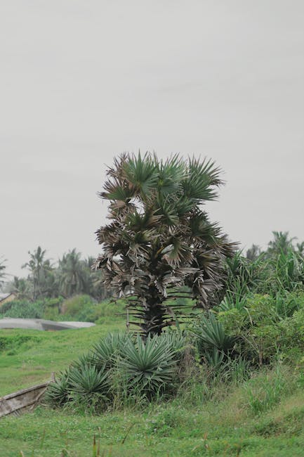 Palm tree growth